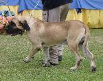 Cães
