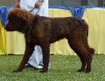 Cães