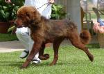 Cães