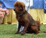 Cães