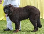 Cães