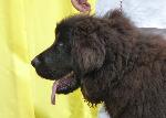 Cães