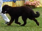 Cães