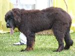 Cães