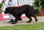 Cães