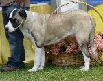 Cães