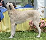 Cães
