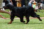 Cães