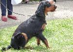 Cães
