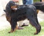 Cães