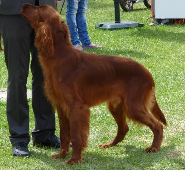 Setter Irlandês Vermelho