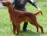 Cães