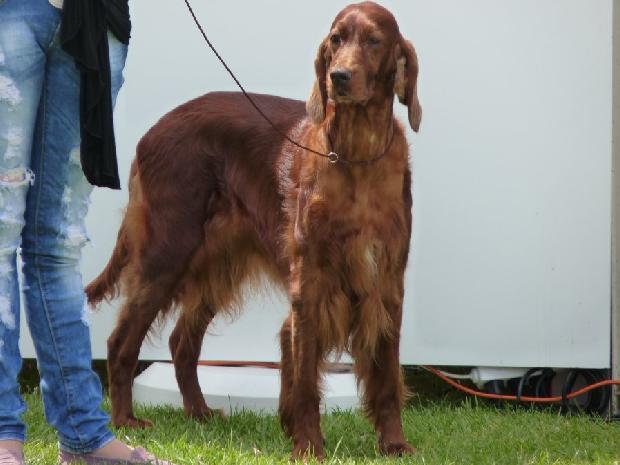 Setter Irlandês Vermelho