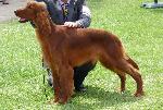 Cães