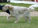 Cães