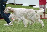 Cães