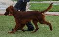 Setter Irlandês Vermelho