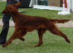 Cães