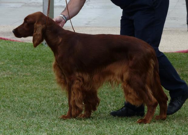 Setter Irlandês Vermelho