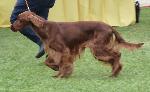 Cães