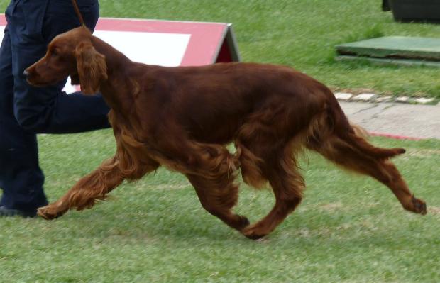 Setter Irlandês Vermelho