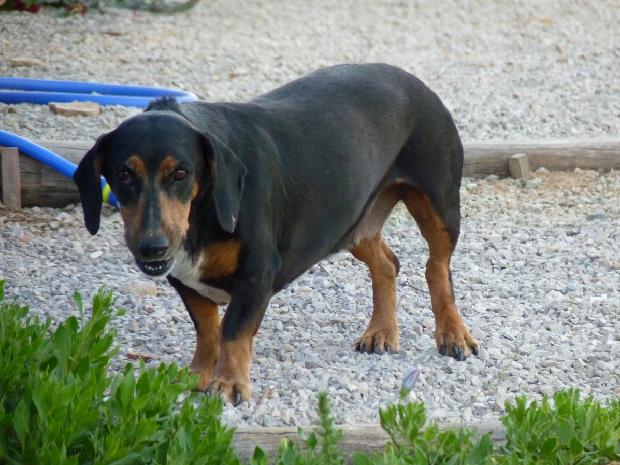 Cão