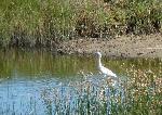 Aves