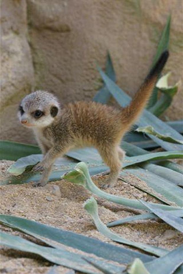 Suricata