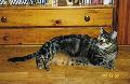 Gato tigrado
