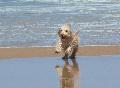 Cão na praia