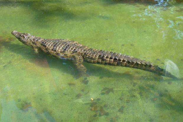Crocodilo-do-Nilo