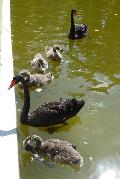 Cisnes-negros e crias