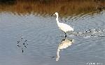 Aves
