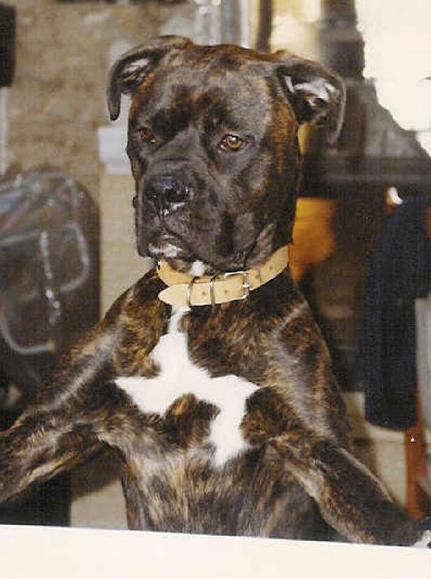 Boxer
