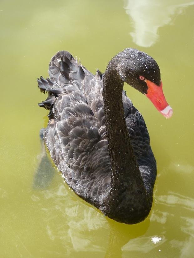 Cisne-negros