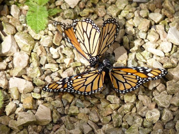 Acasalamento de borboletas-monarca
