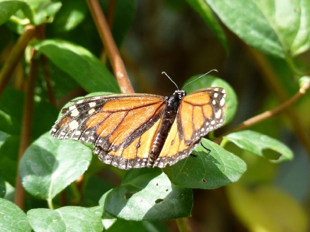 Borboleta-monarca macho
