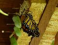 Borboleta-monarca e crisálidas