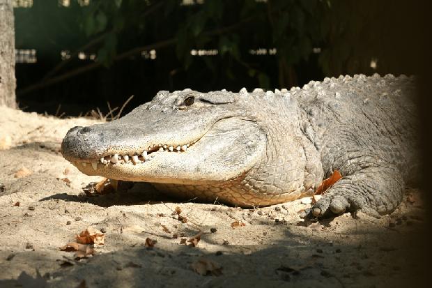 Crocodilo-do-Nilo