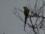 Aves