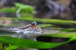Saltador-do-lodo-atlântico <i>(Periophtalmus barbarus)</i>