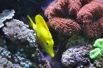 Cirurgião-amarelo <i>(Zebrasoma flavescens)</i>