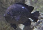 Donzela-de-três-pintas <i>(Dascyllus trimaculatus)</i>
