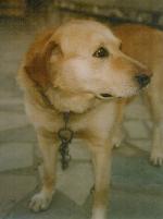 Cães