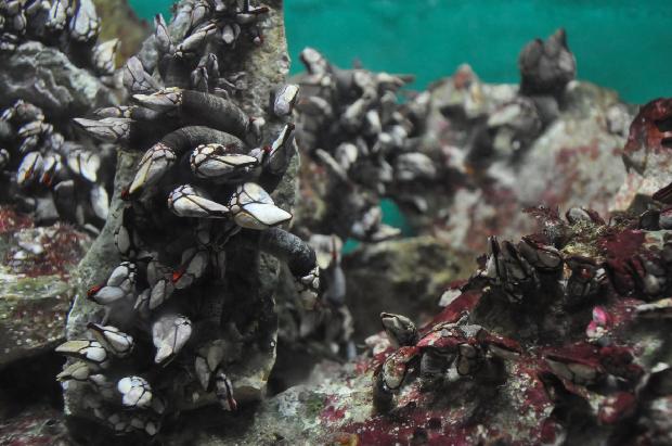 Percebes