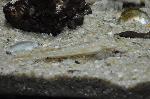 Peixe-aranha-comum <i>(Echiichthys vipera)</i>