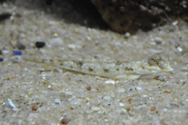 Peixe-aranha-comum
