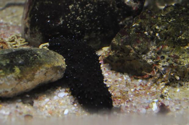 Pepino-do-mar