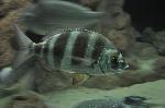 Sargo-veado <i>(Diplodus cervinus cervinus)</i>