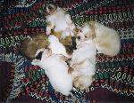 Cães